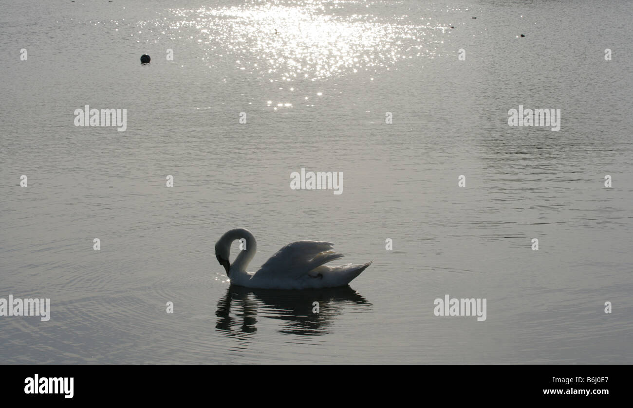 Silhouetted swan swimming in Serpentine lake, Hyde Park, London, London Stock Photo