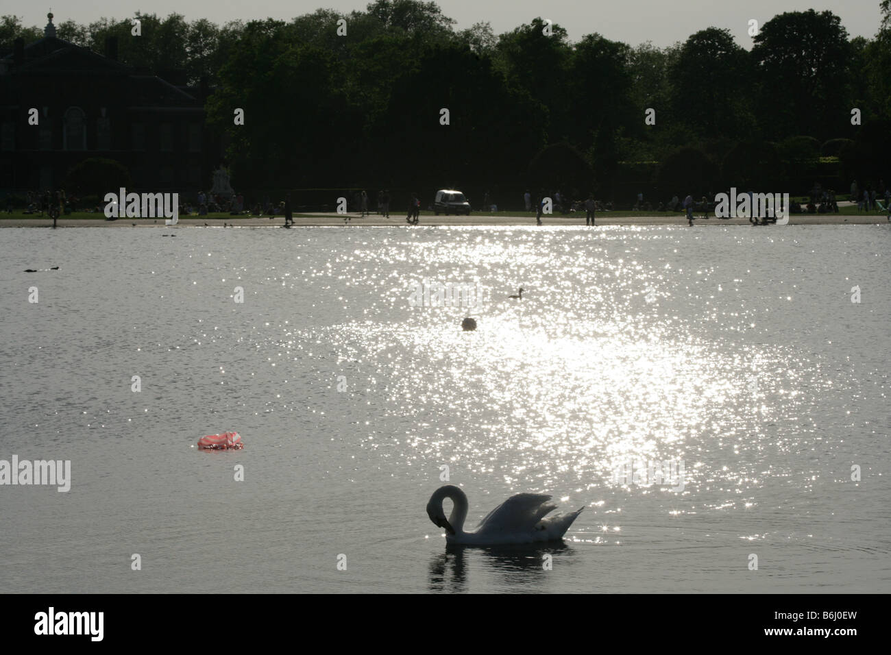 Silhouetted swan swimming in Serpentine lake, Hyde Park, London, London Stock Photo