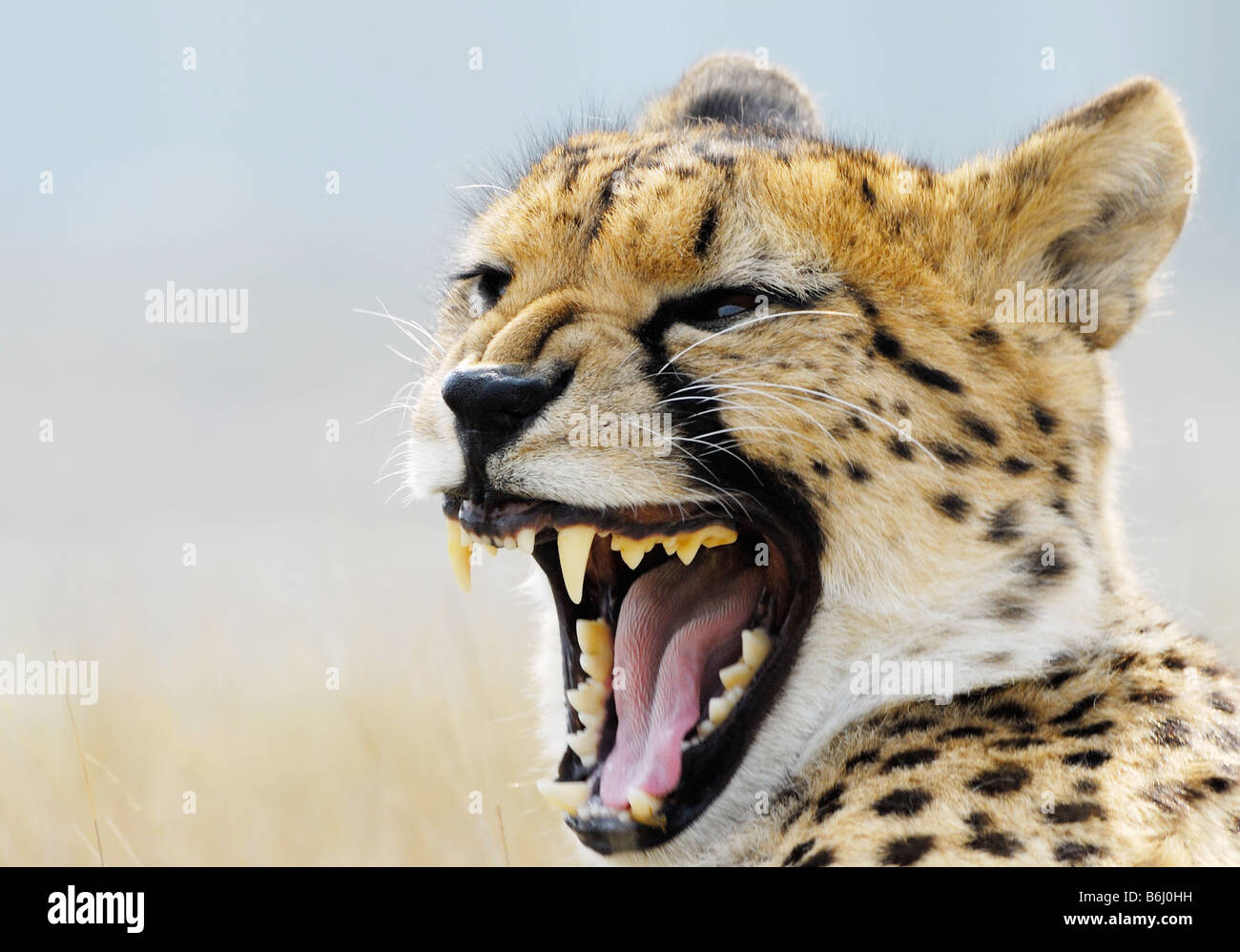 close up of a beautiful cheetah Acinonyx jubatus Stock Photo