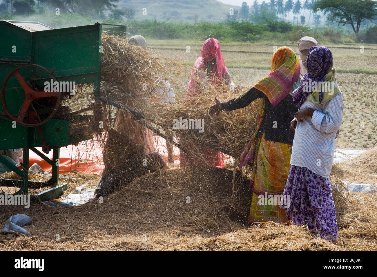 Indian farm workers harvesting the rice crop, separating the grain from the stalk with a thrashing machine. Andhra Pradesh, India Stock Photo