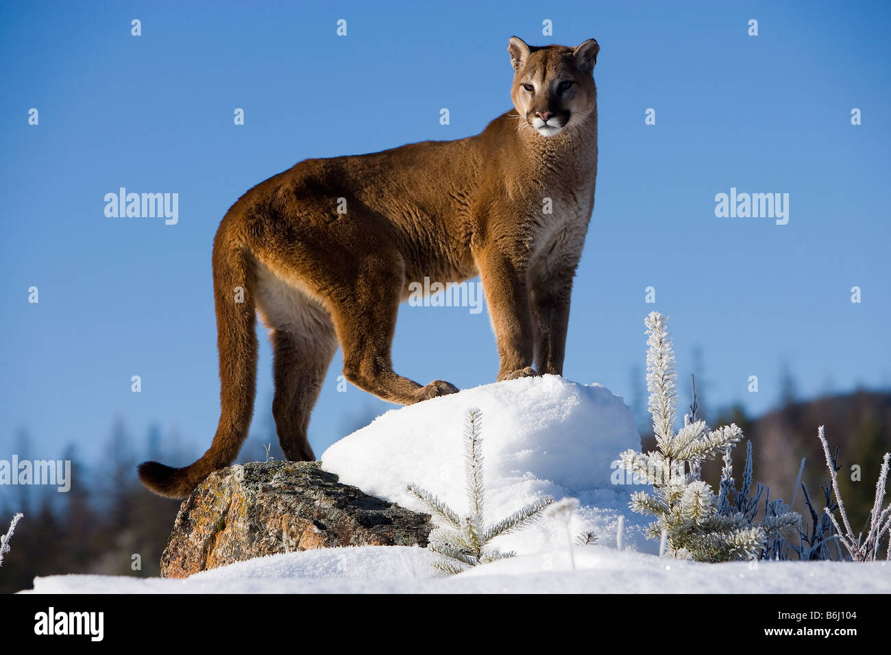 Mountain lion in winter near Glacier National Park, Montana Stock Photo