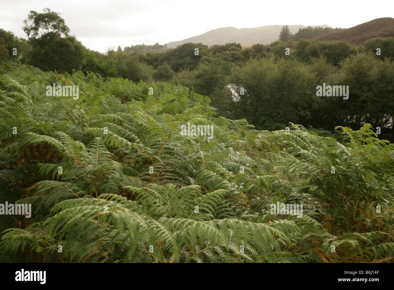 Scotland scottish highlands fern ferns green hires stock photography