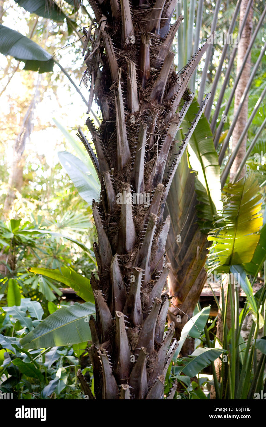 wild florida palm tree Stock Photo Alamy