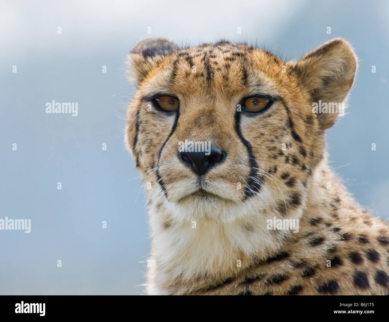 close up of a beautiful cheetah Acinonyx jubatus Stock Photo