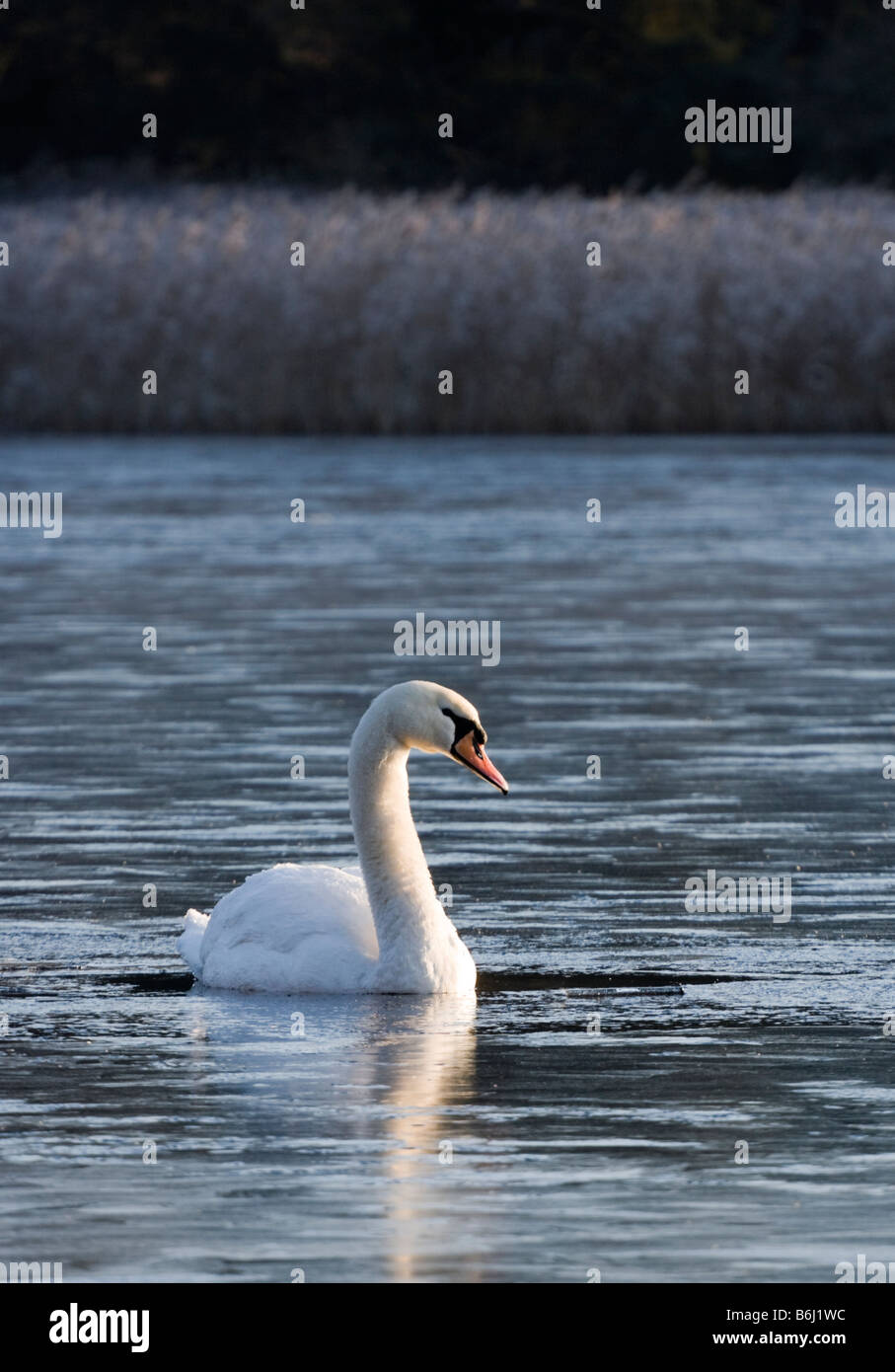 Mute swan in totally frozen over lake. Frensham Little Pond, UK Stock Photo