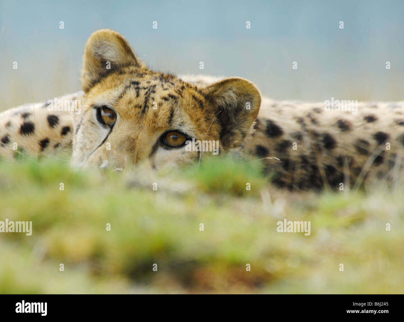 close up of a beautiful cheetah Acinonyx jubatus Stock Photo
