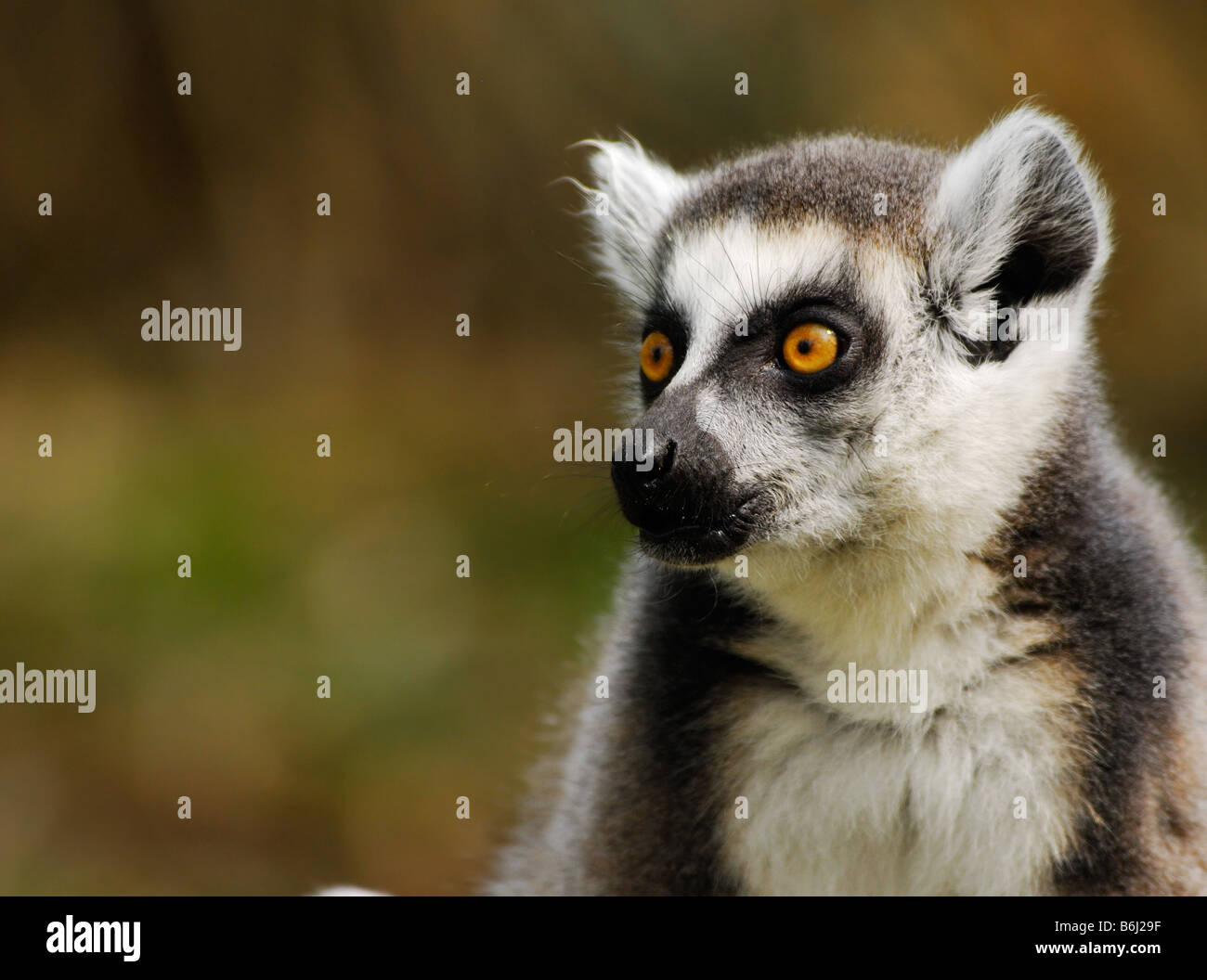 close up of a cute ring tailed lemur Stock Photo