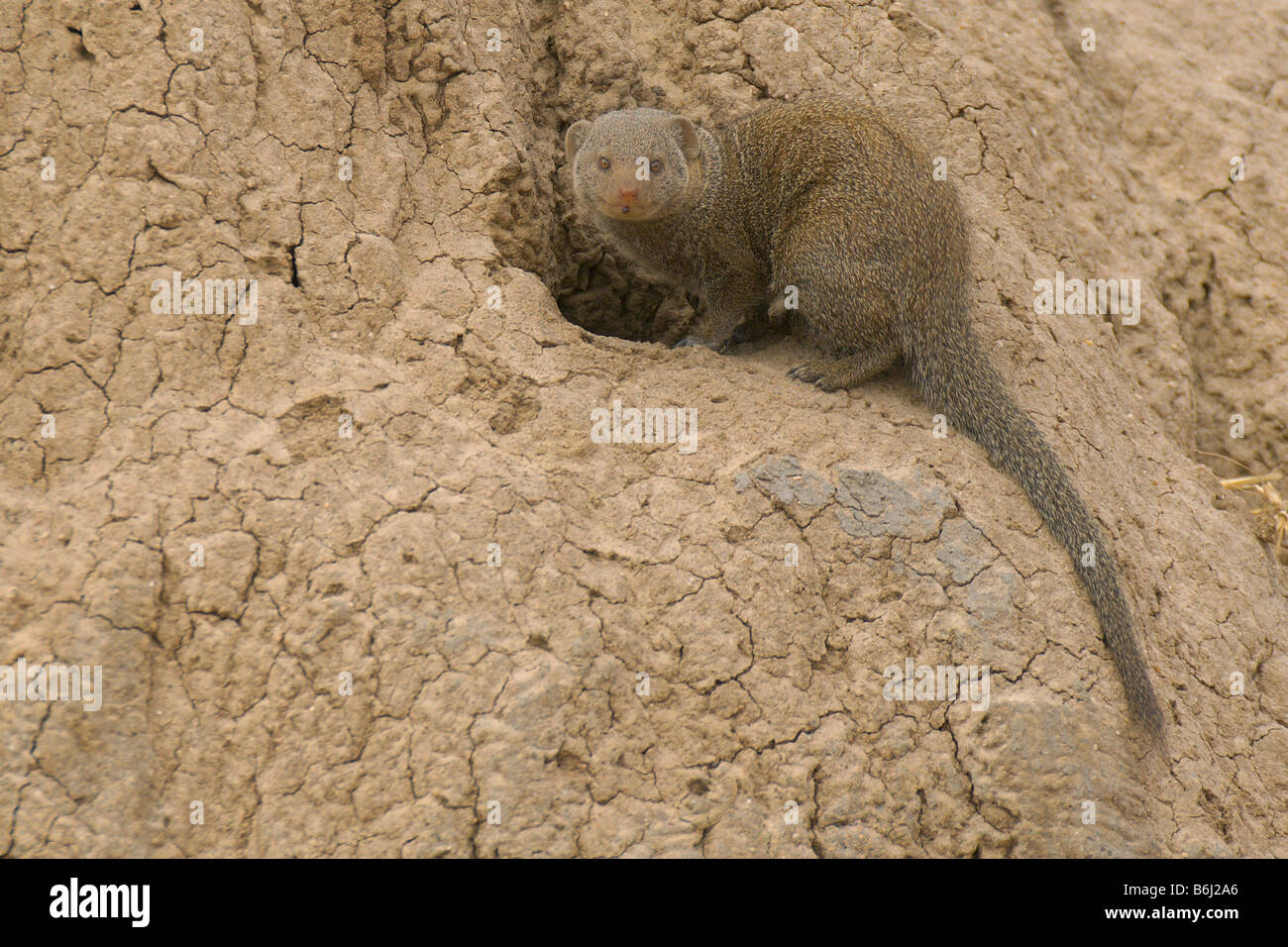 Dwarf mongoose, Helogale parvula, african mammal african wildlife small mammal smallest species of mongoose in southern africa a Stock Photo