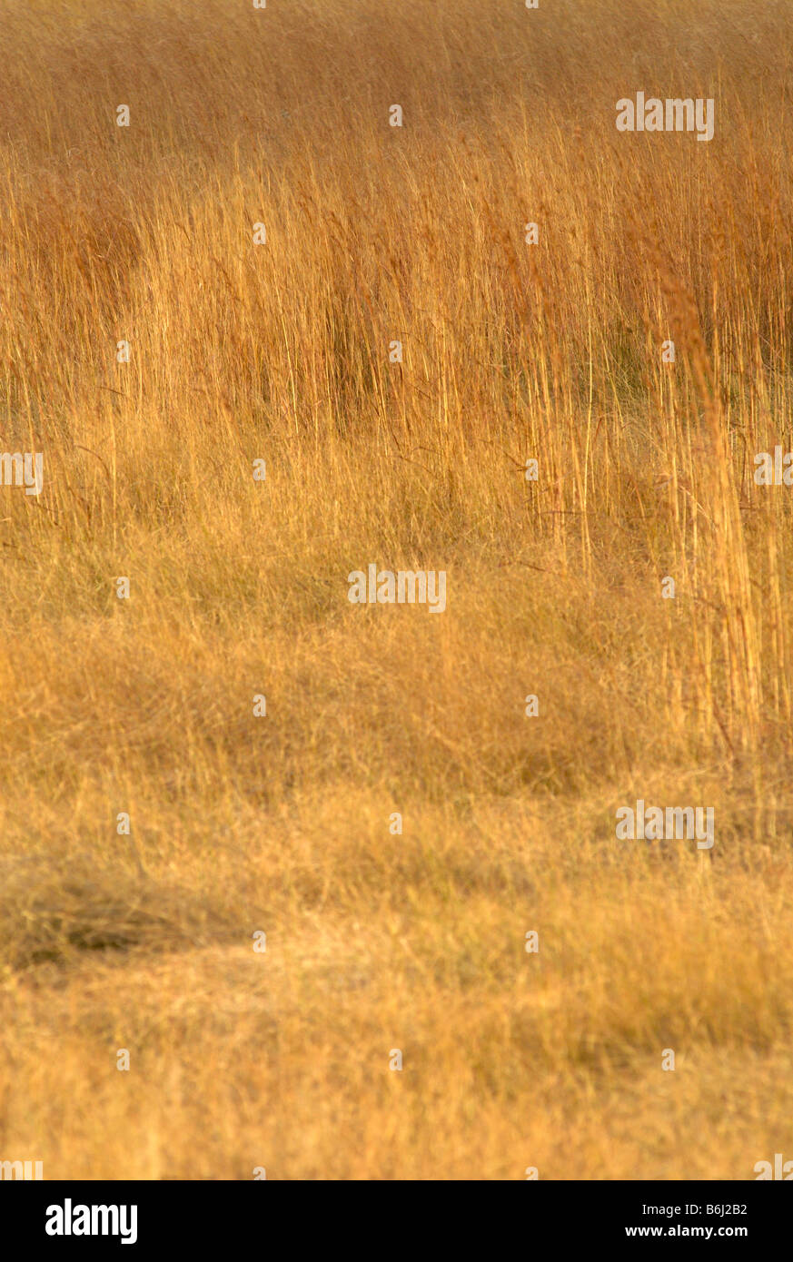 Red grass in Zimbabwe's Rhodes Matopos National Park Stock Photo