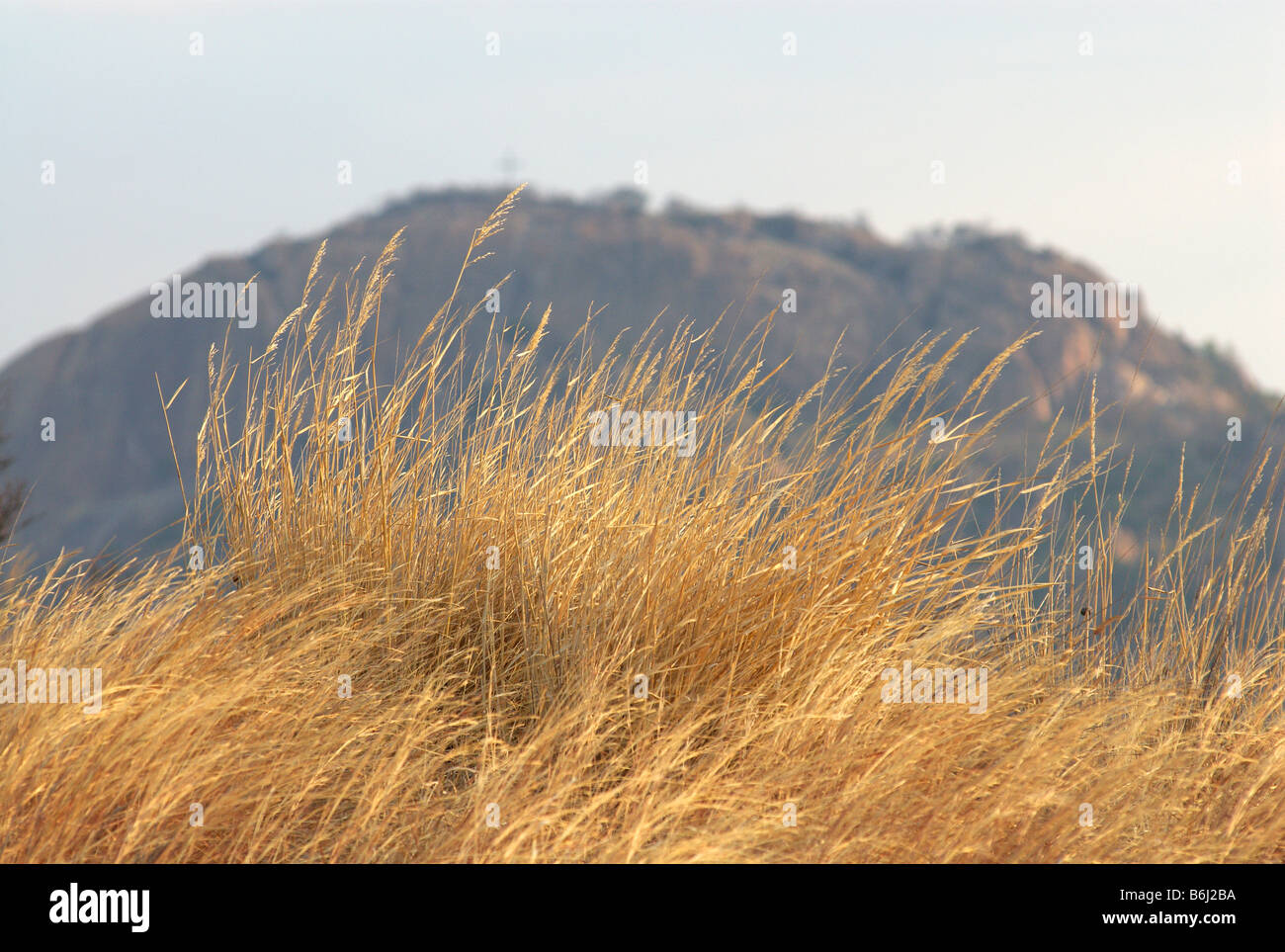 Red grass in Zimbabwe's Rhodes Matopos National Park Stock Photo