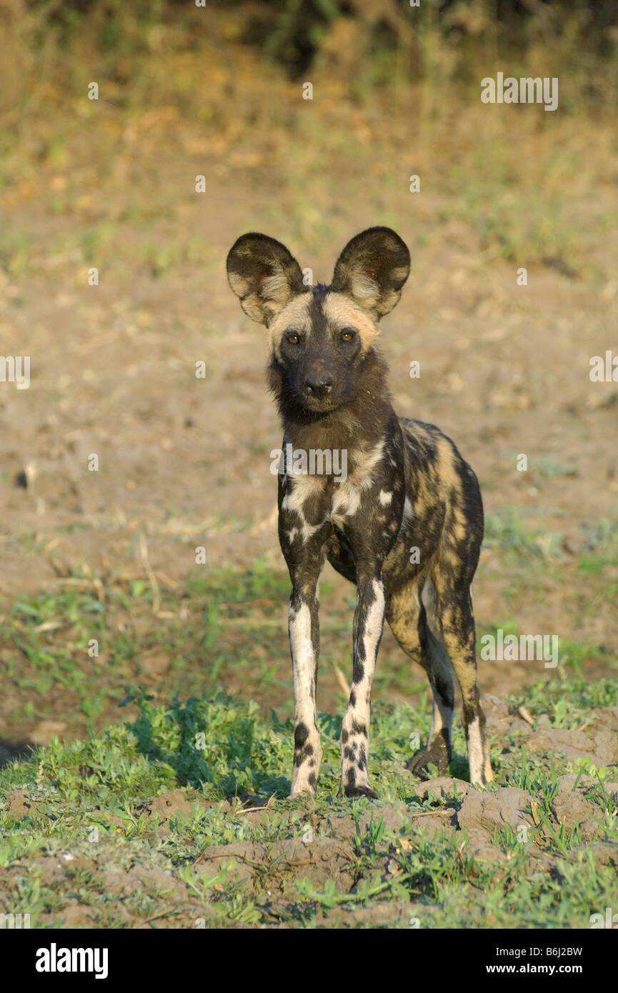 An African Wild Dog in Zimbabwe's Mana Pools National Park Stock Photo