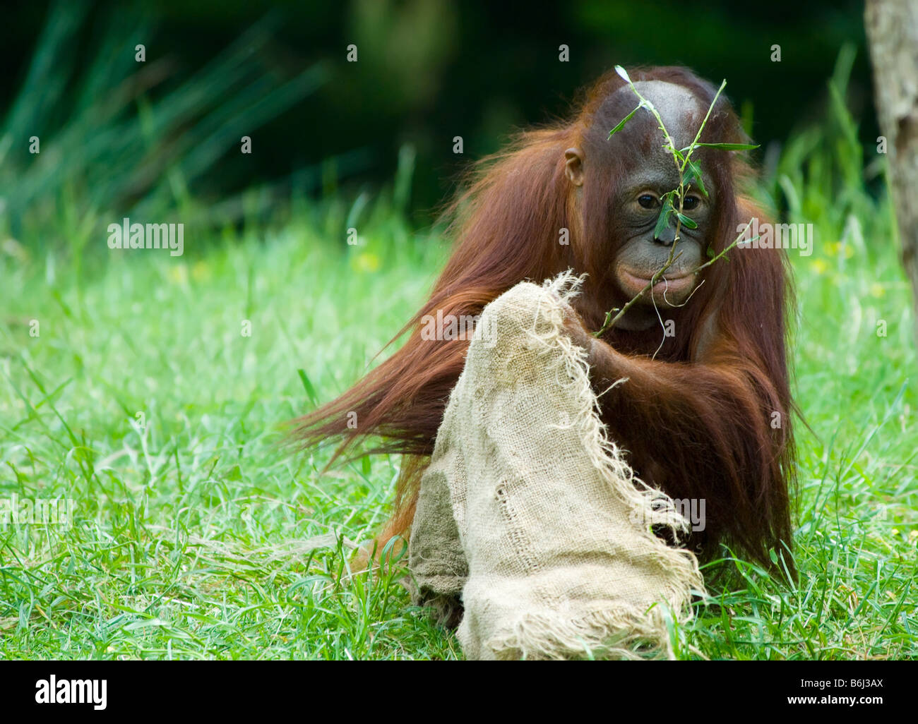 cute baby orangutan playing on the grass Stock Photo Alamy
