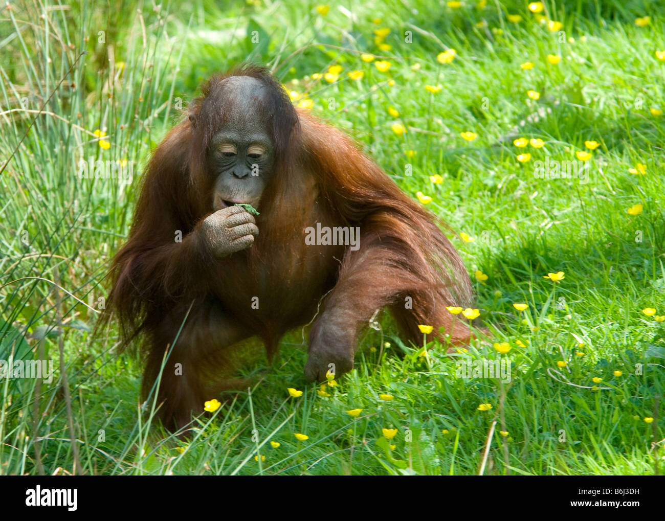 cute baby orangutan playing on the grass Stock Photo Alamy