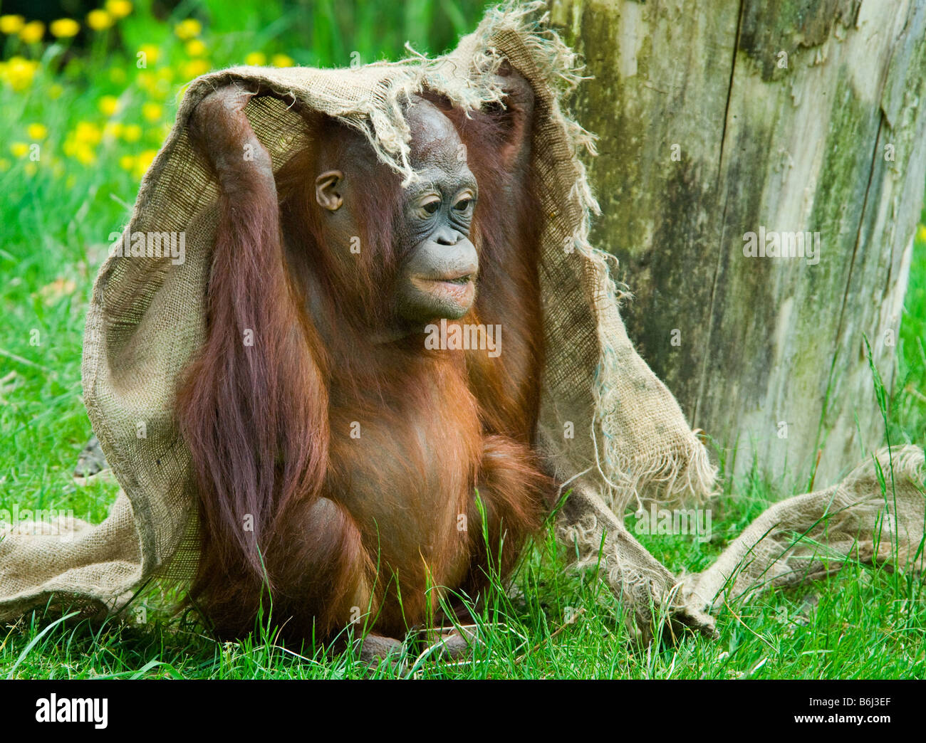 cute baby orangutan playing on the grass Stock Photo Alamy