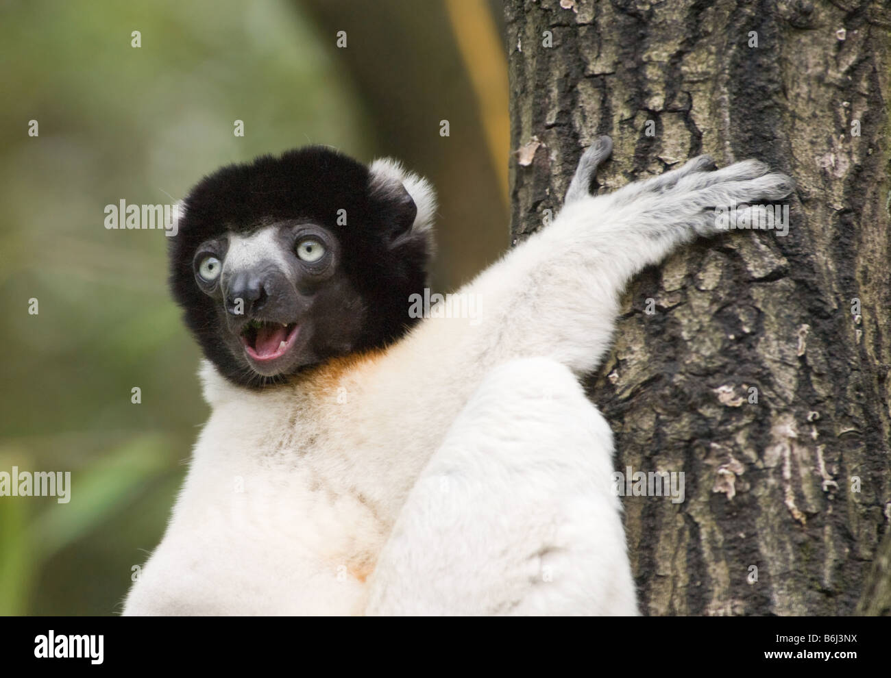 Crowned sifaka Propithecus coronatus on a tree Stock Photo