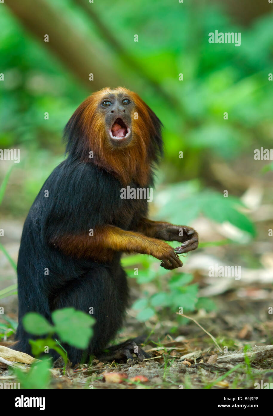 close up of a titi monkey Simia personatus Stock Photo