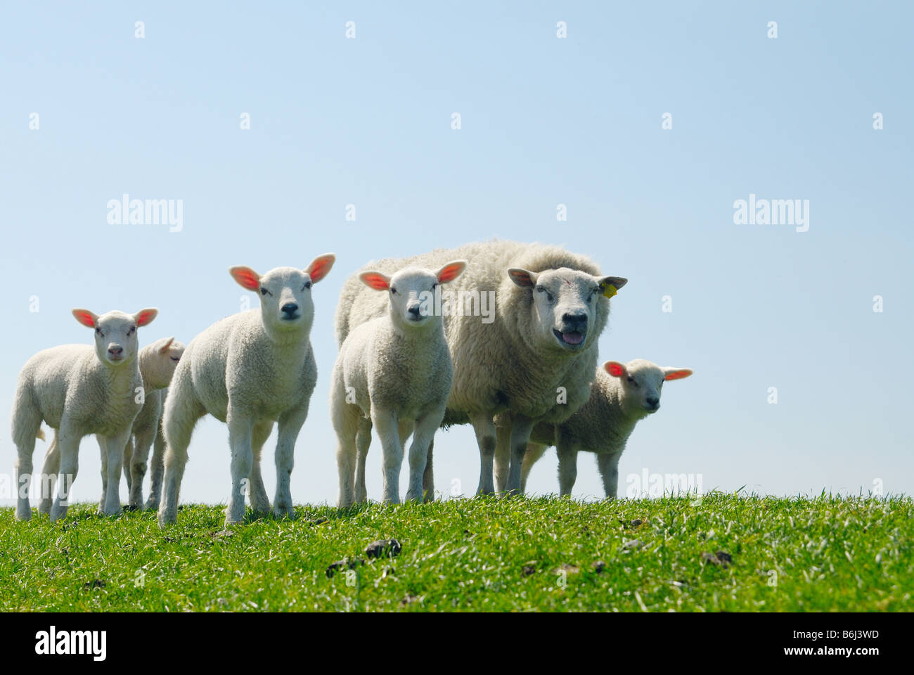 curious lambs and mother sheep looking at the camera in spring Stock ...