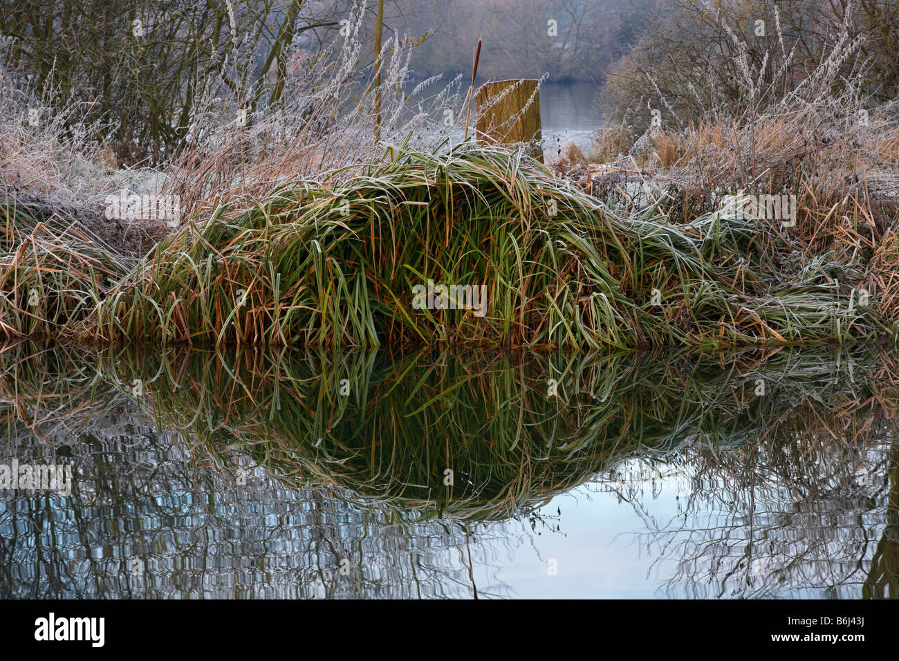 Reflection of reeds on a frosty morning at Essex England Stock Photo