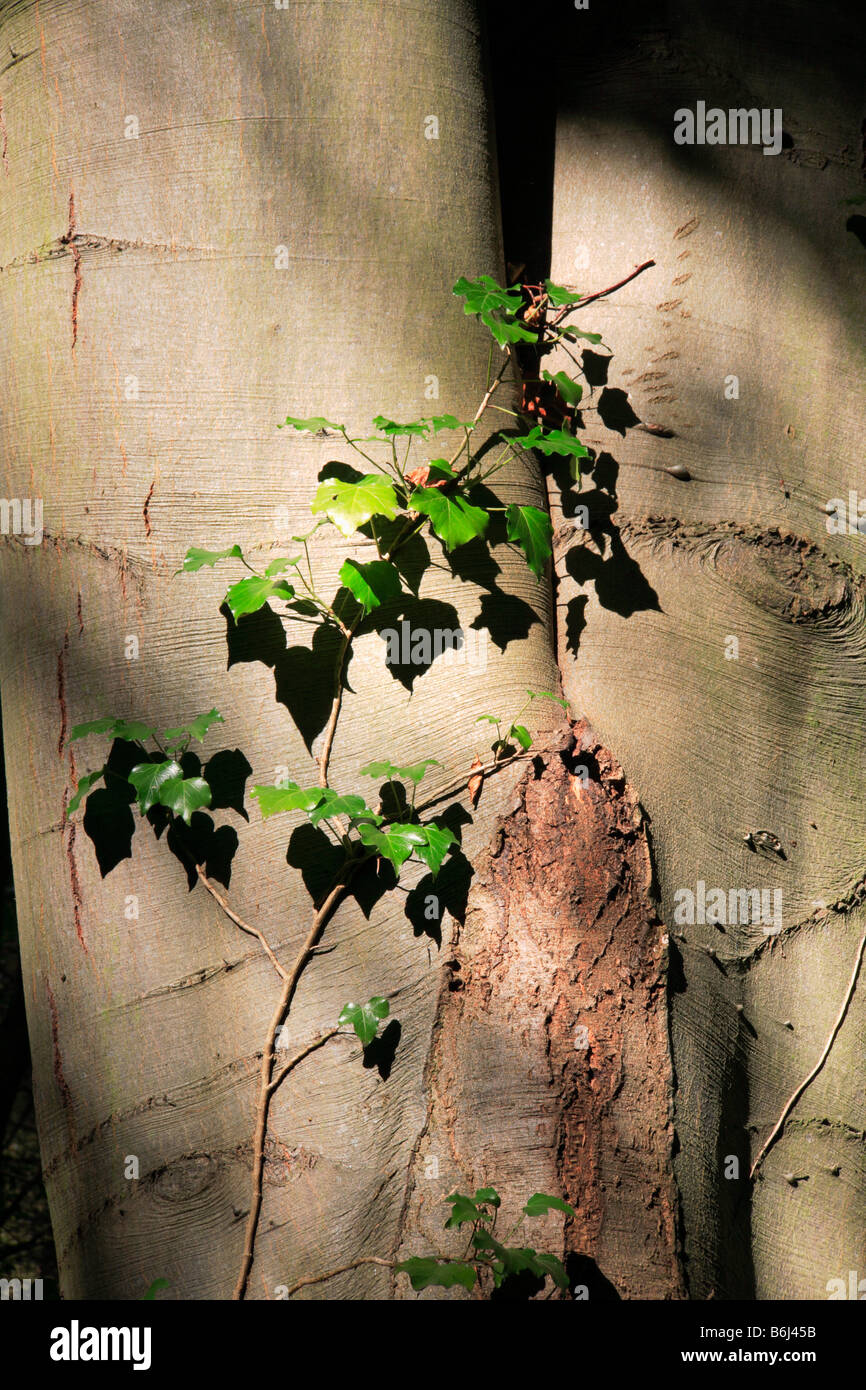 Ivy, Hedera helix, climbing a mature beech tree. Stock Photo