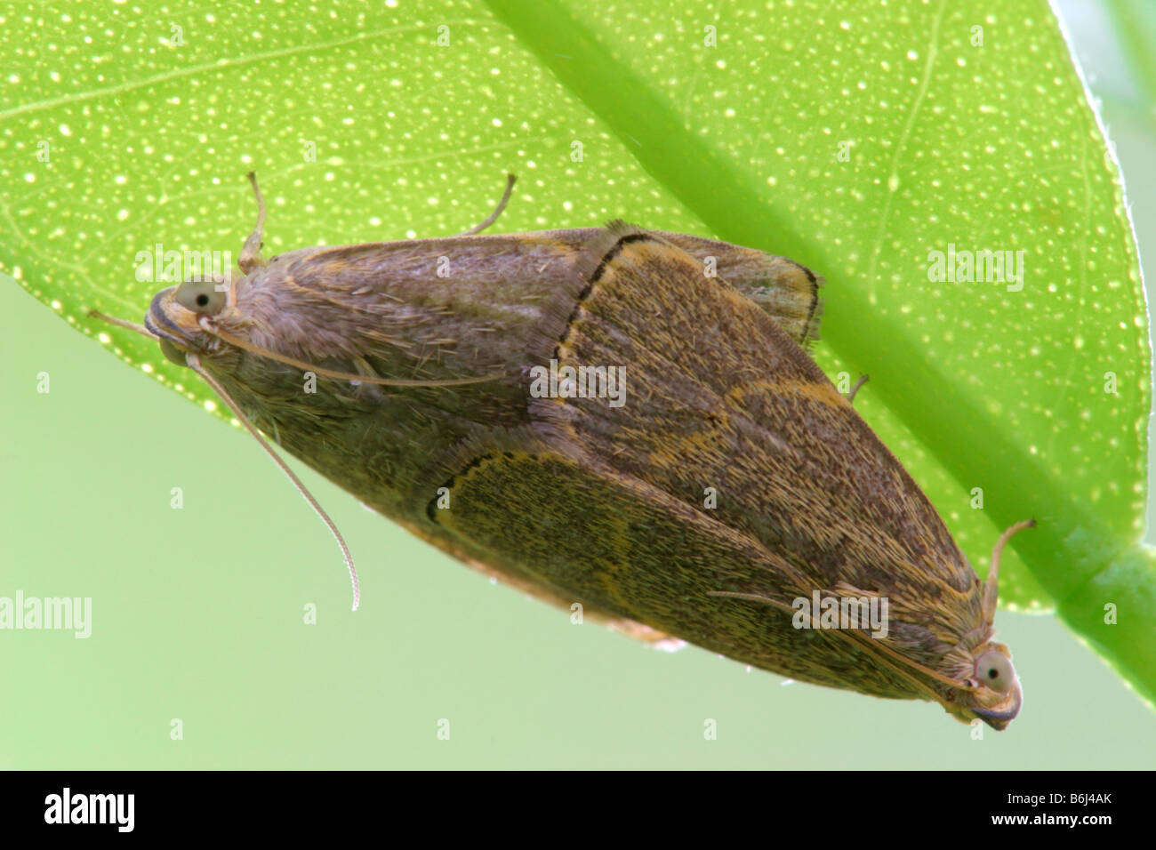 A pair of mating moths. Stock Photo