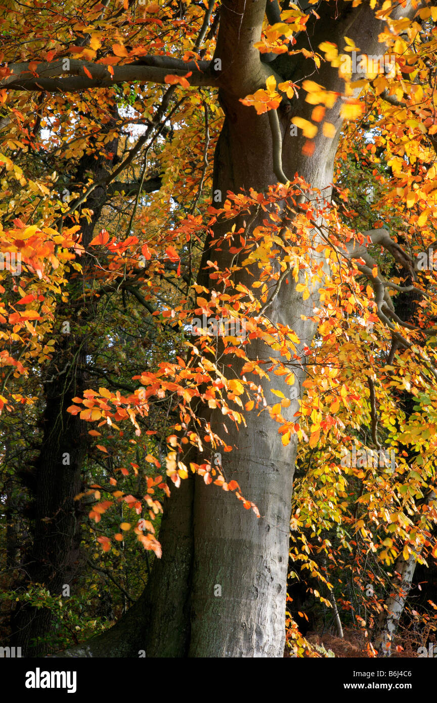 Mature beech tree, Fagus sylcatica, with autumn foliage Stock Photo - Alamy