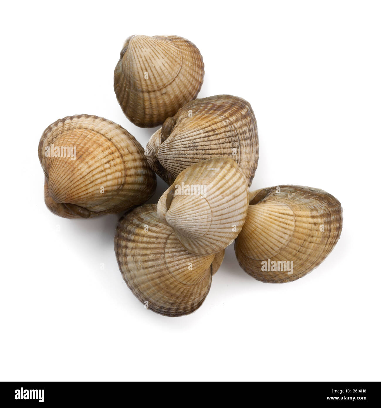 Cockle cockles bivalve clam clams hires stock photography and images