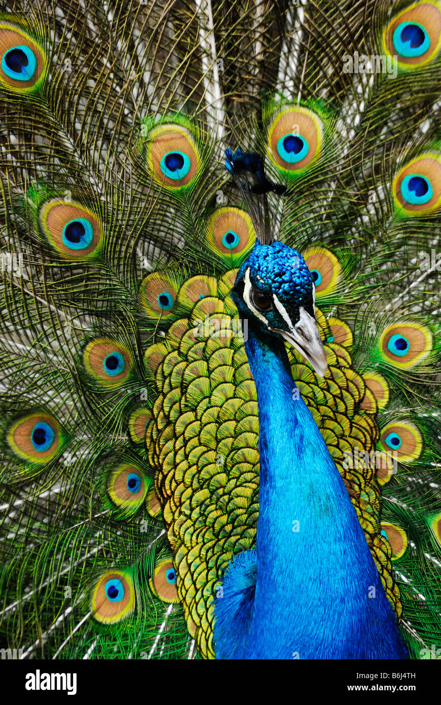 Beautiful male peacock colorful,High quality Canvas print choose your size