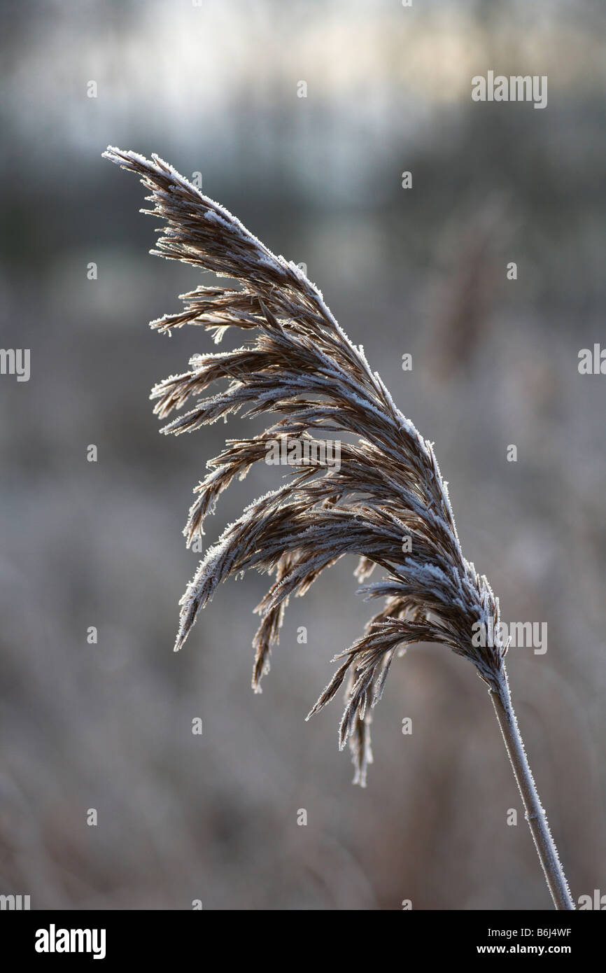 Reed covered with frost hi-res stock photography and images - Alamy