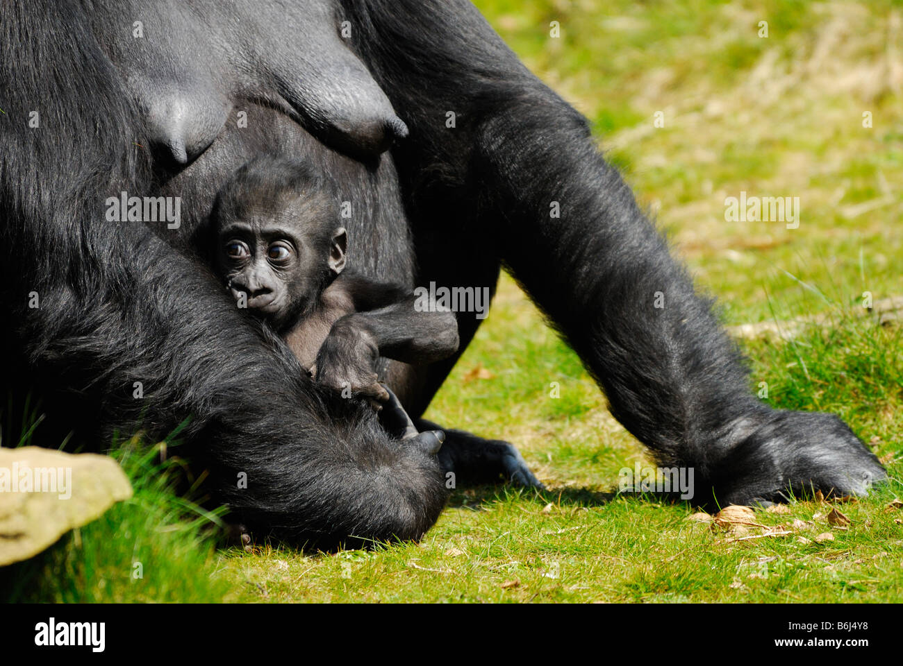 baby silverback gorilla drawing baby silverback gorilla drawing