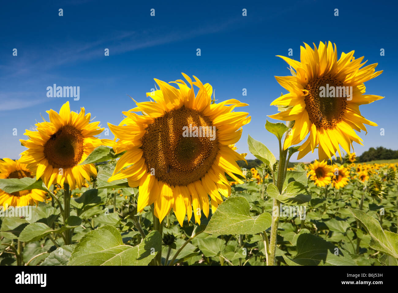 Ripe sunflowers against a blue sky in southwest France Europe Stock Photo