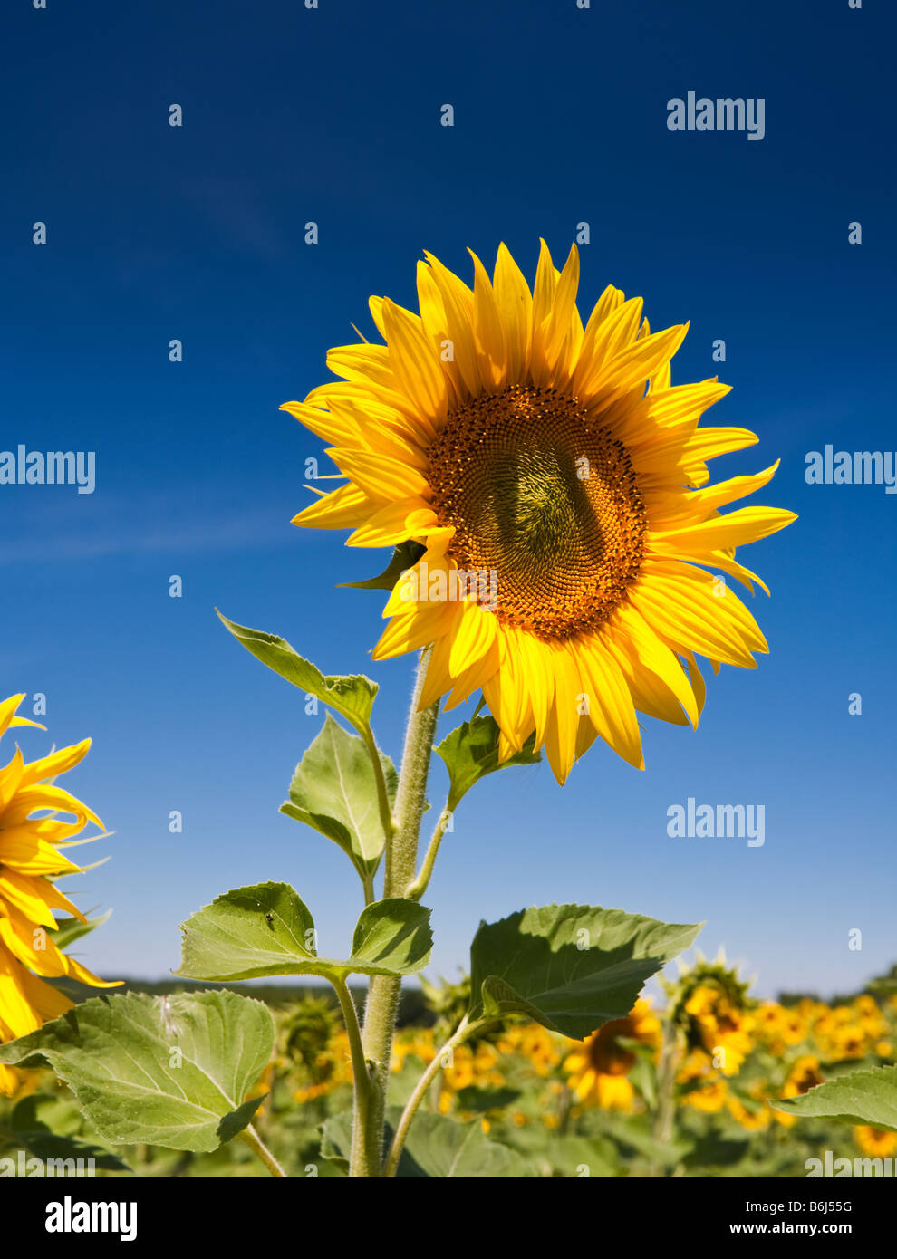 Sunflower against a blue sky in southwest France Europe Stock Photo