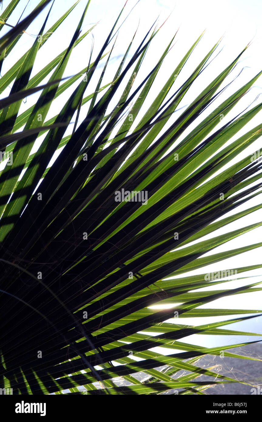 Palm branches Palm Springs California USA Stock Photo Alamy