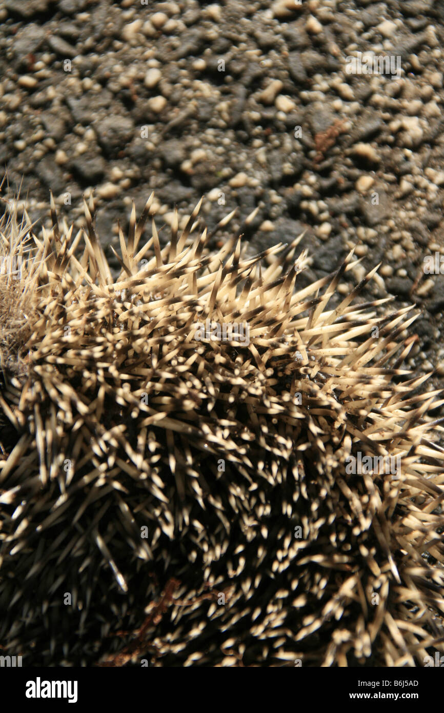 close up of hedgehog spikes on road surface Stock Photo