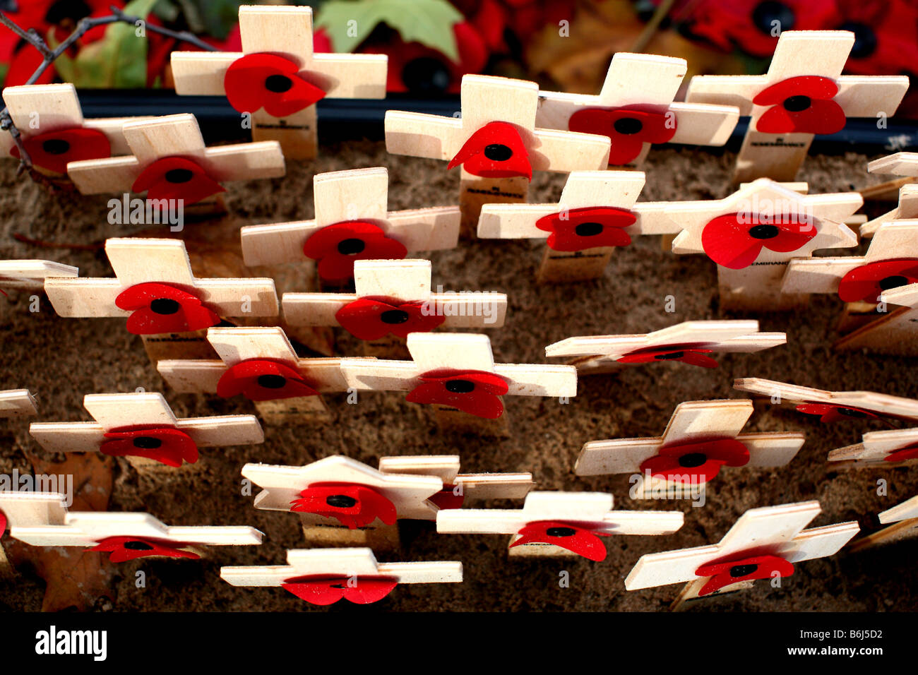 Poppies at London war memorial pictured on 90th anniversary of the end of WWI Stock Photo