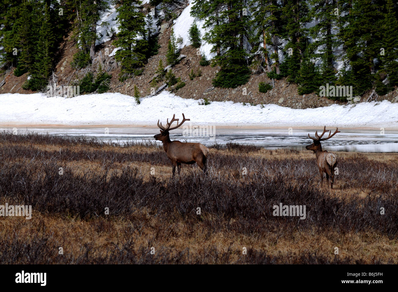 Elk in Colorado Stock Photo