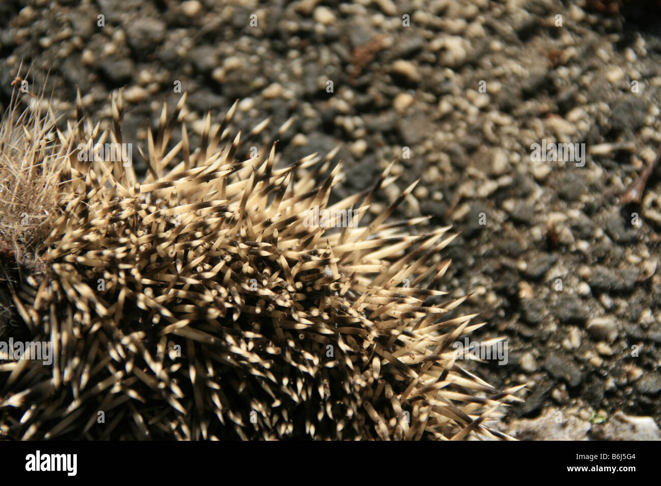 close up of hedgehog spikes on road surface Stock Photo