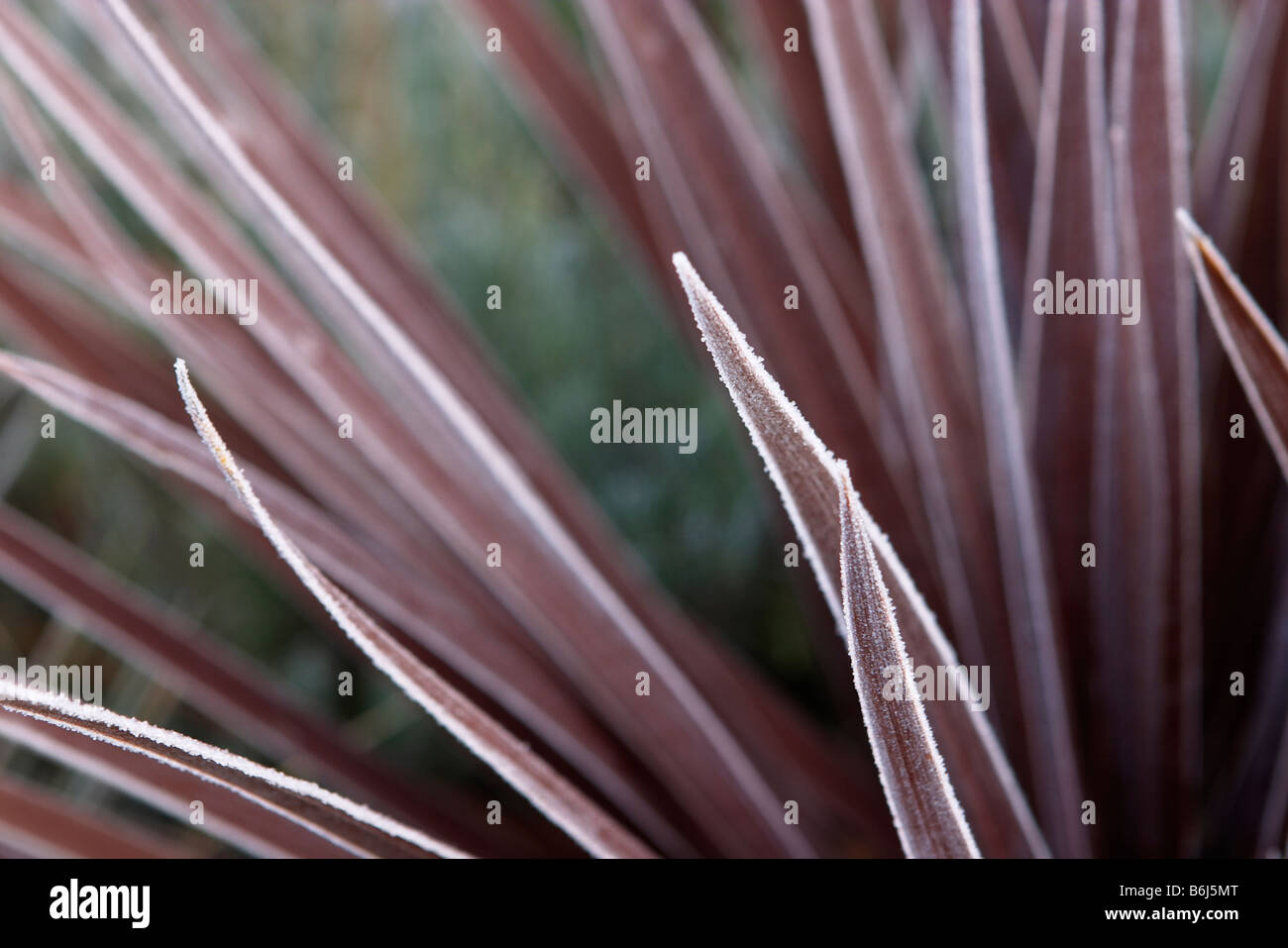 Heavy frost on the leaves of a red star cordyline australis Stock Photo