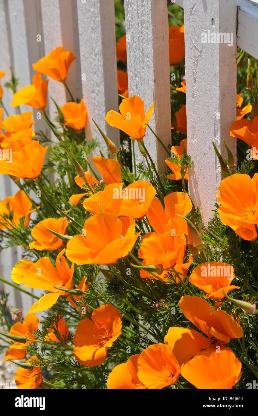 Poppies Along White Picket Fence Stock Photo