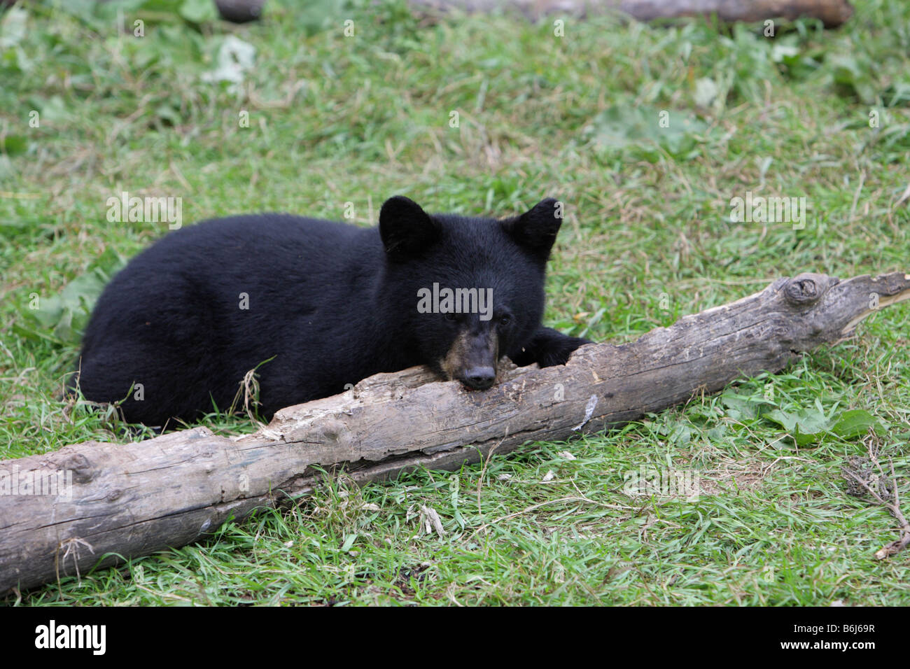 Black Bear Ursus americanus young cub lying against a fallen tree trunk and biting at the bark for grubs Stock Photo