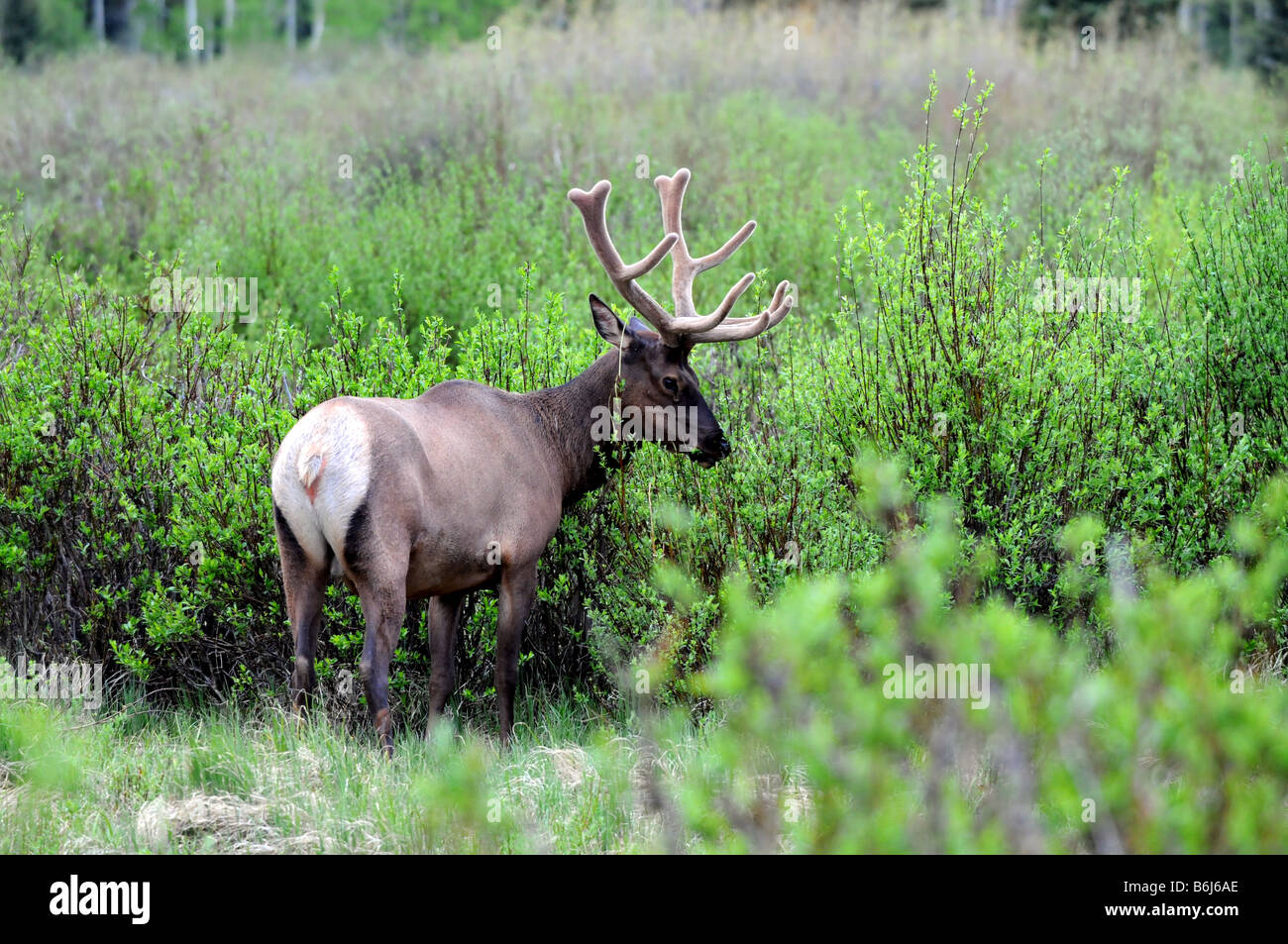 Colorado Elk Stock Photo