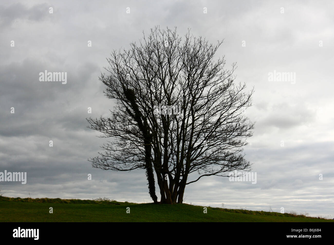 Tree in Silhouette against a dark, gloomy sky Stock Photo