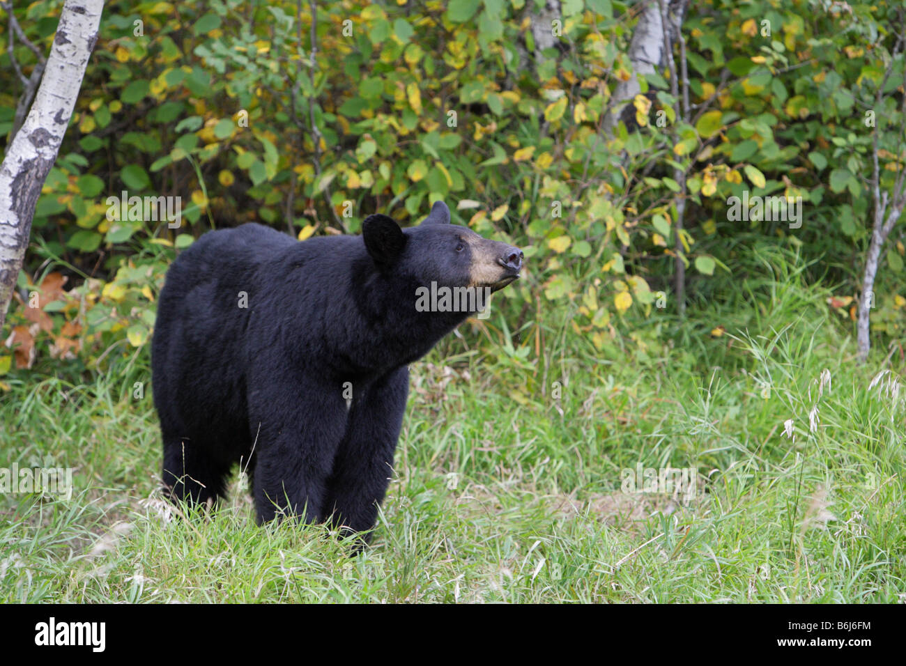Black Bear Ursus americanus female standing in a forest clearing scenting the air Stock Photo