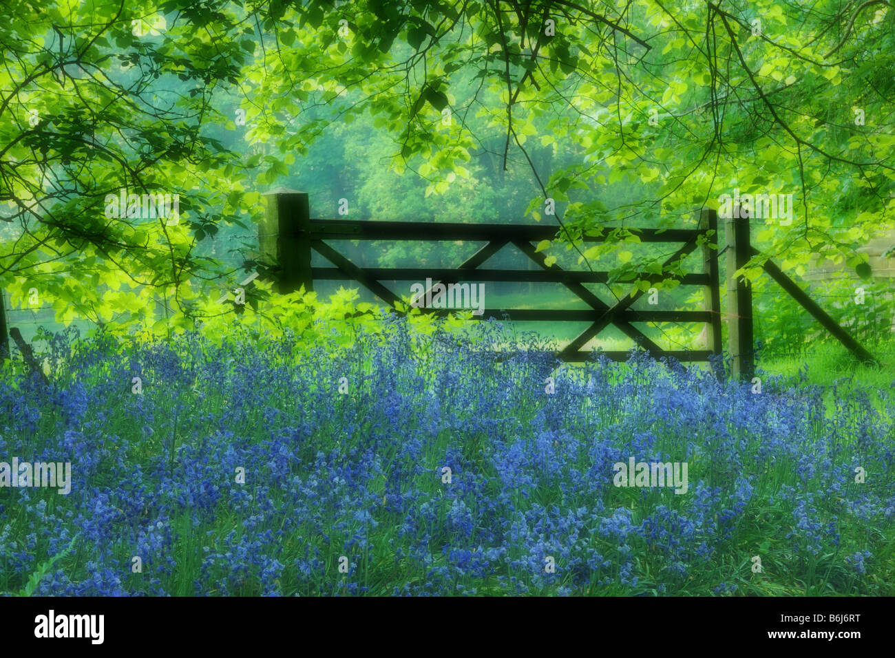 English woodland scene with bluebells and farm gate Stock Photo