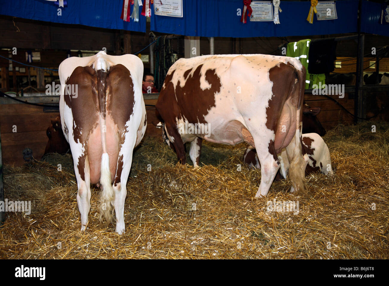 Jersey Milk Cows in Farmers Barn Stock Photo Alamy