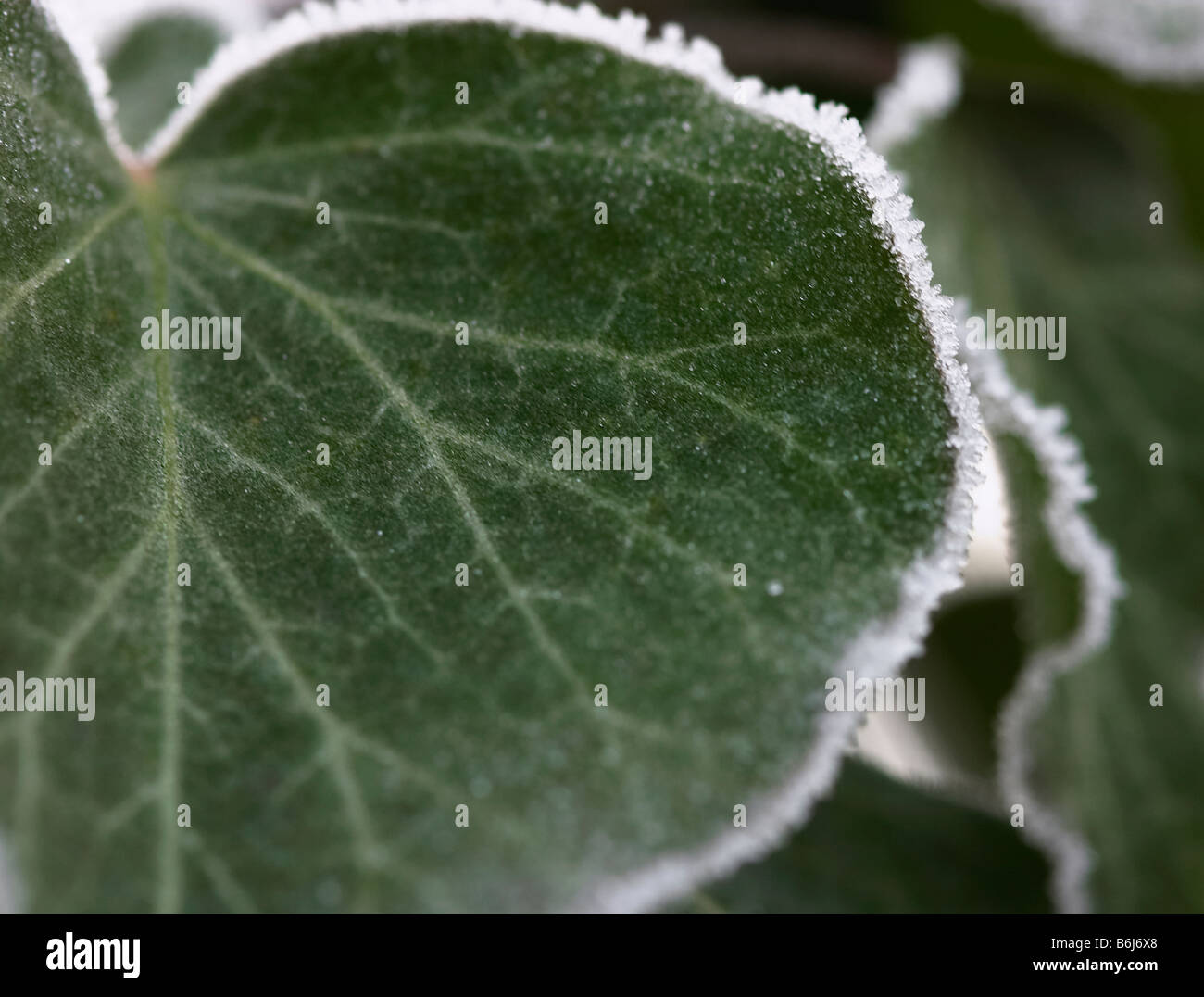 Frosted or frozen green ivy leaf Stock Photo Alamy