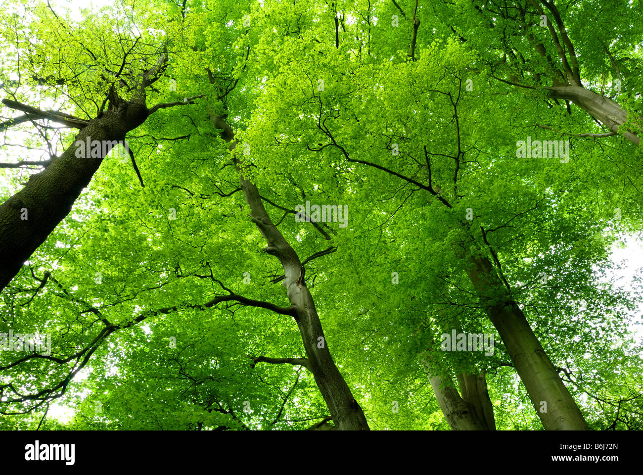 Four Giant beech trees in cheshire wood, england Stock Photo