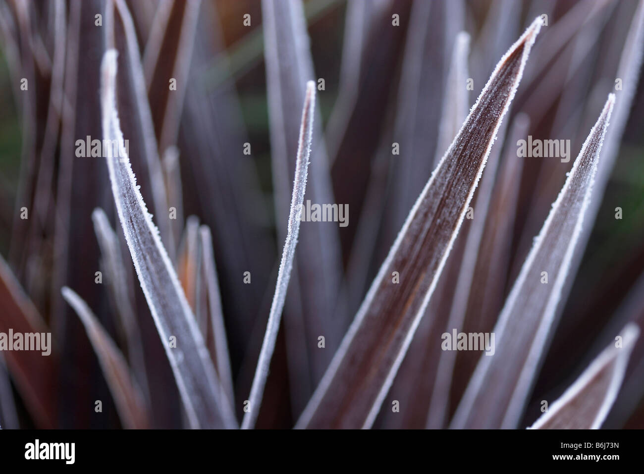 frosted or frozen red star cordyline australis Stock Photo