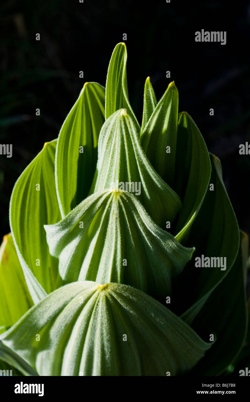 High altitude green mountain Corn Lily plant in Rocky Mountains Colorado Stock Photo Alamy