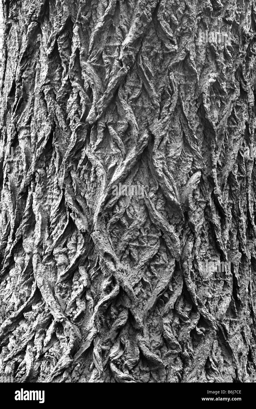 Ancient poplar tree Black and White Stock Photos & Images Alamy