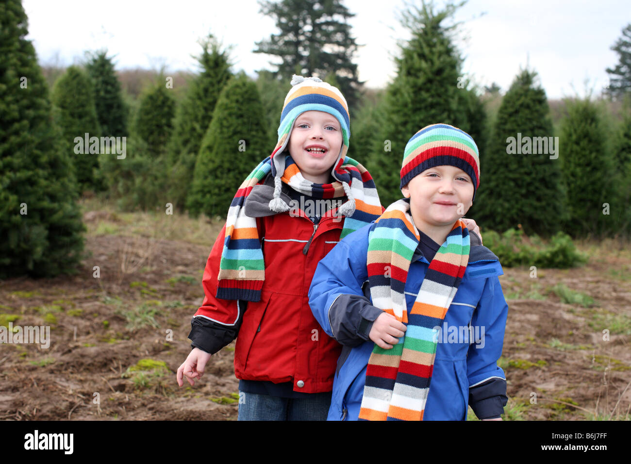 Two young boys at Christmas tree farm Stock Photo